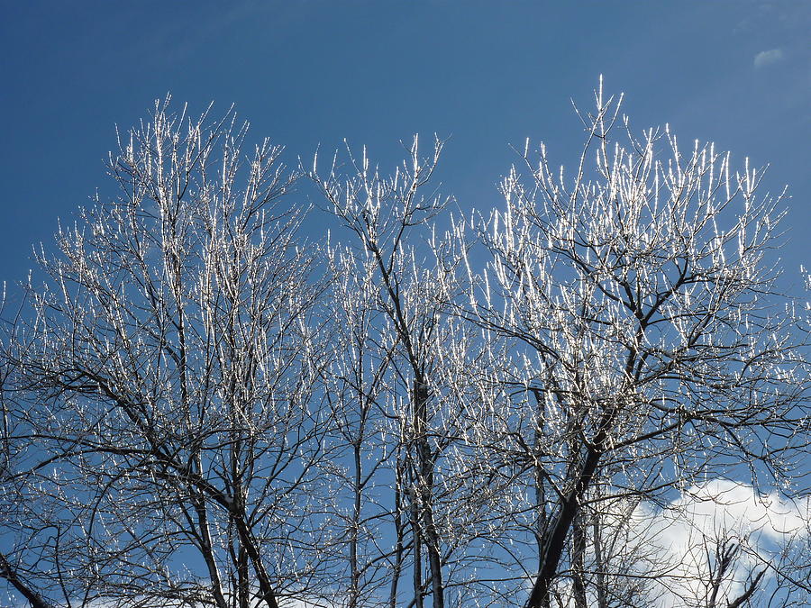 Ice Covered Branches Photograph by Patricia Caron