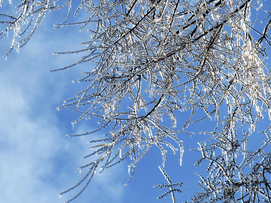 Branches covered of ice after a freezing rain storm with blue sky ...