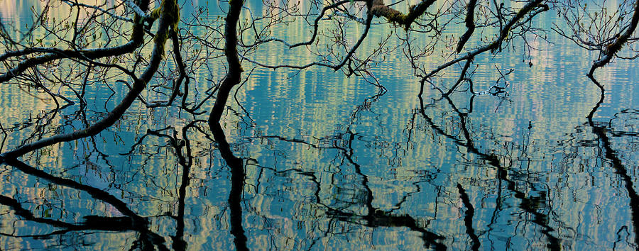 Branches Dip Into The Surface Of Lake Photograph by Mint Images/ Art Wolfe