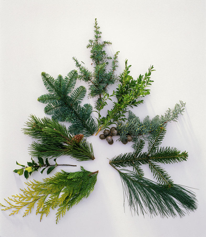 Branches For Christmas Baubles Lying In A Fir Shaped Pattern In A Clockwise Direction Photograph by Friedrich Strauss
