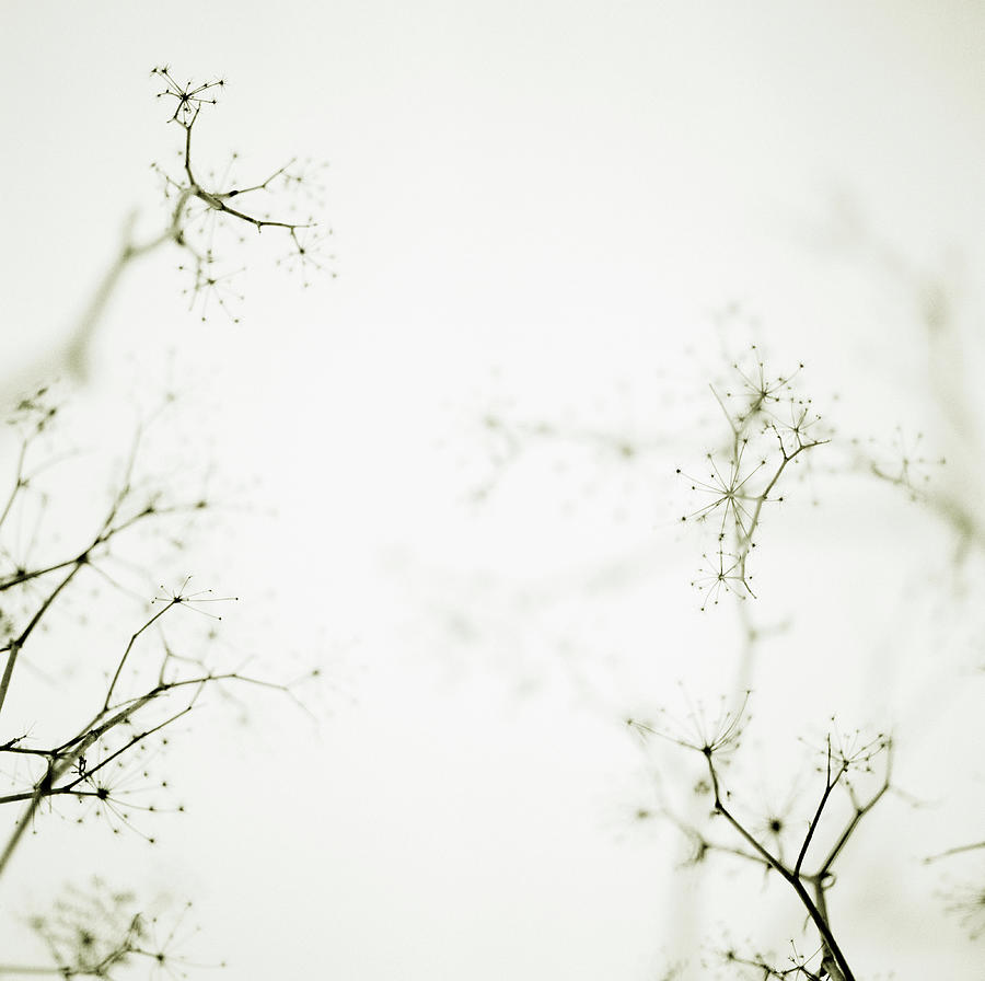 Branches Photograph by Heidi Yount