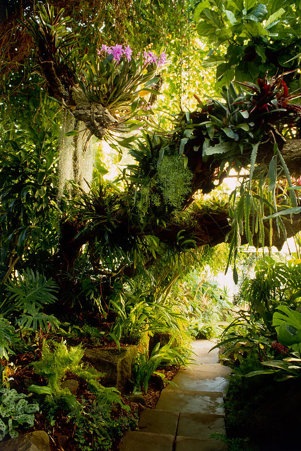 Branches Laden With Epiphytes, Orchids Photograph by Richard Felber Branches Laden With Epiphytes, Orchids Photograph by Richard Felber