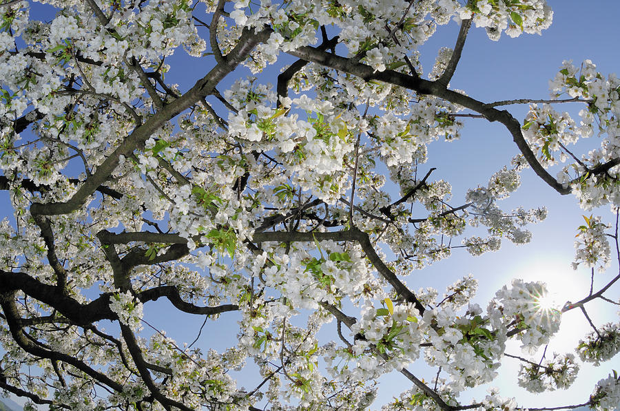 Branches Of A Cherry Tree With Blossom Photograph by Martin Ruegner
