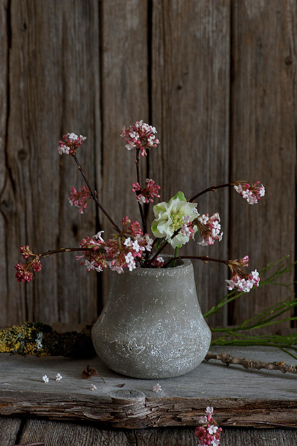 Branches Of Bodnant Viburnum In Small Vase Against Rustic Wooden Wall Photograph by Elisabeth Berkau