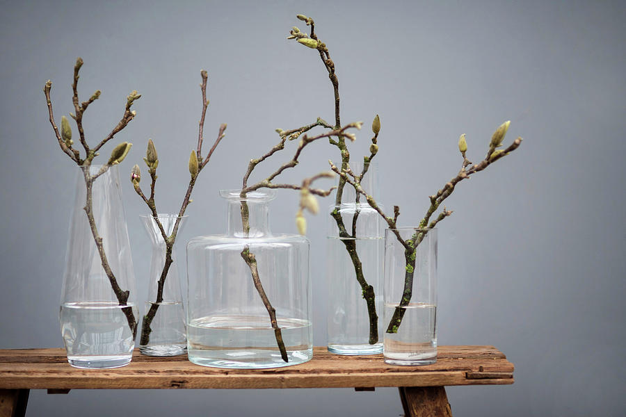Branches Of Leaf Buds In Various Glass Vases On Wooden Bench Photograph by Magdalena Bjrnsdotter