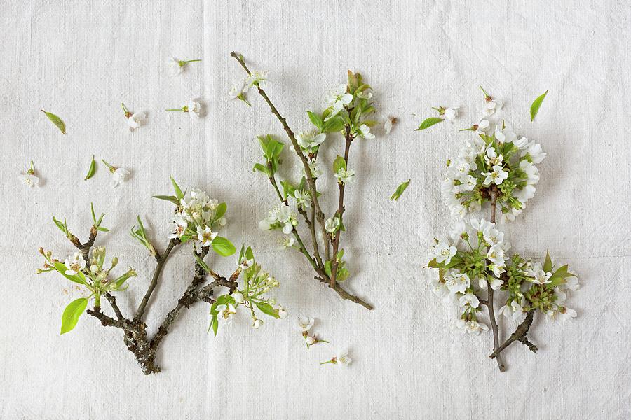 Branches Of Pear, Damson And Cherry Blossom Photograph by Sabine Lscher