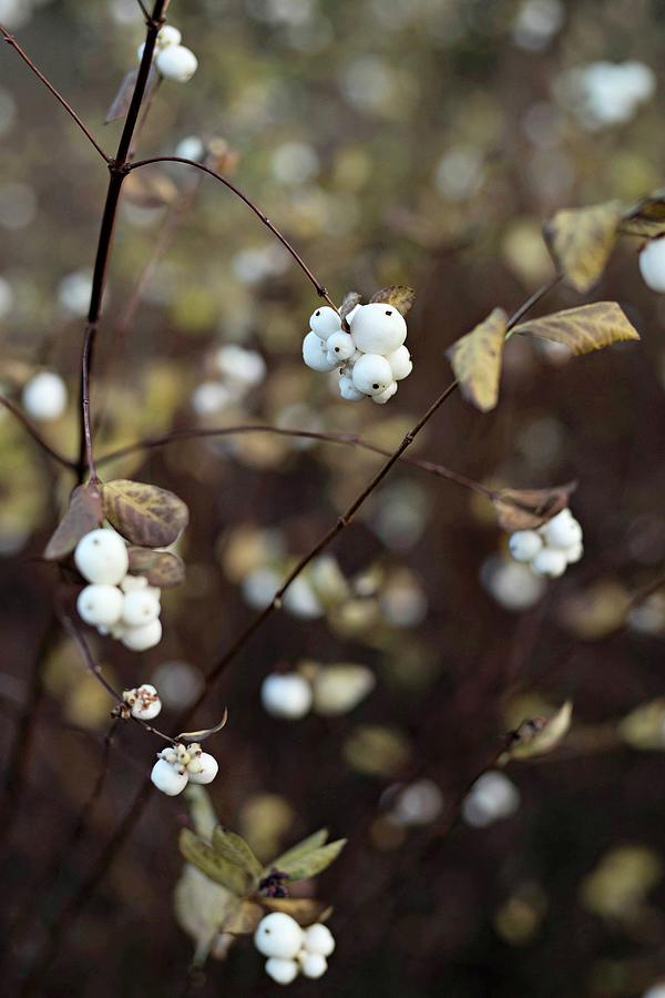 Branches Of Snowberries Photograph by Cecilia Mller