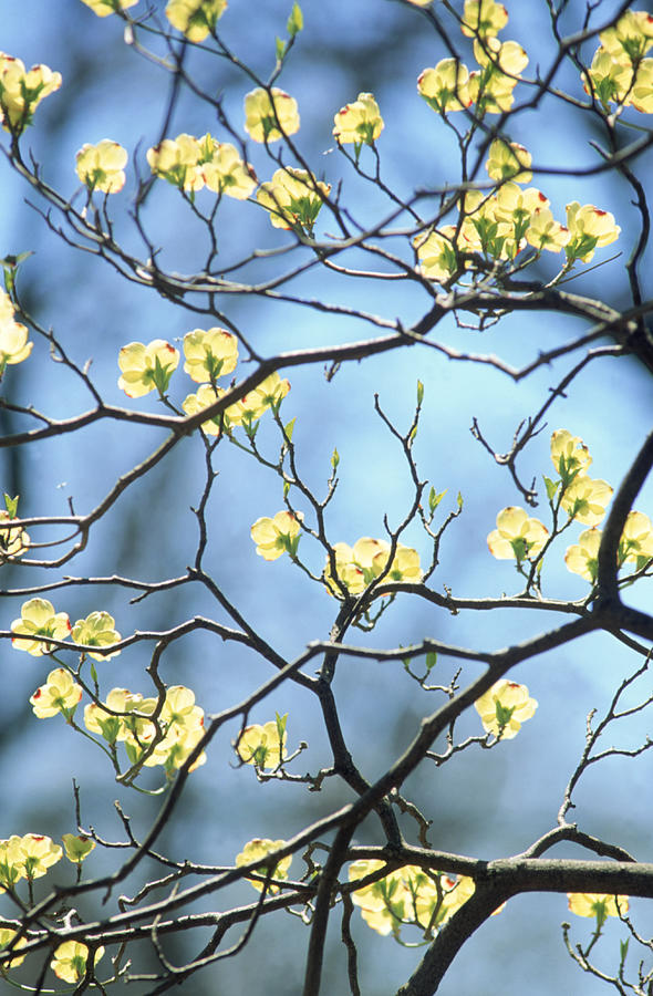 Branches Of Spring Flowering Tree Photograph by Steven Emery Branches Of Spring Flowering Tree Photograph by Steven Emery
