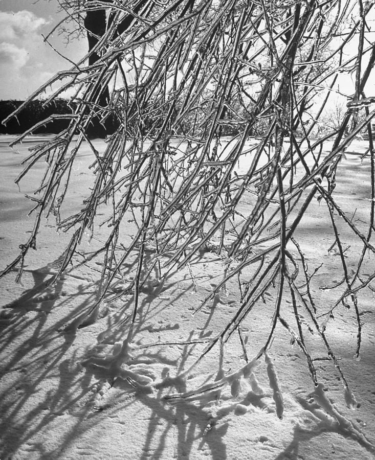 Branches Of Tree Bending Under Weight Of Photograph by Fritz Goro Branches Of Tree Bending Under Weight Of Photograph by Fritz Goro