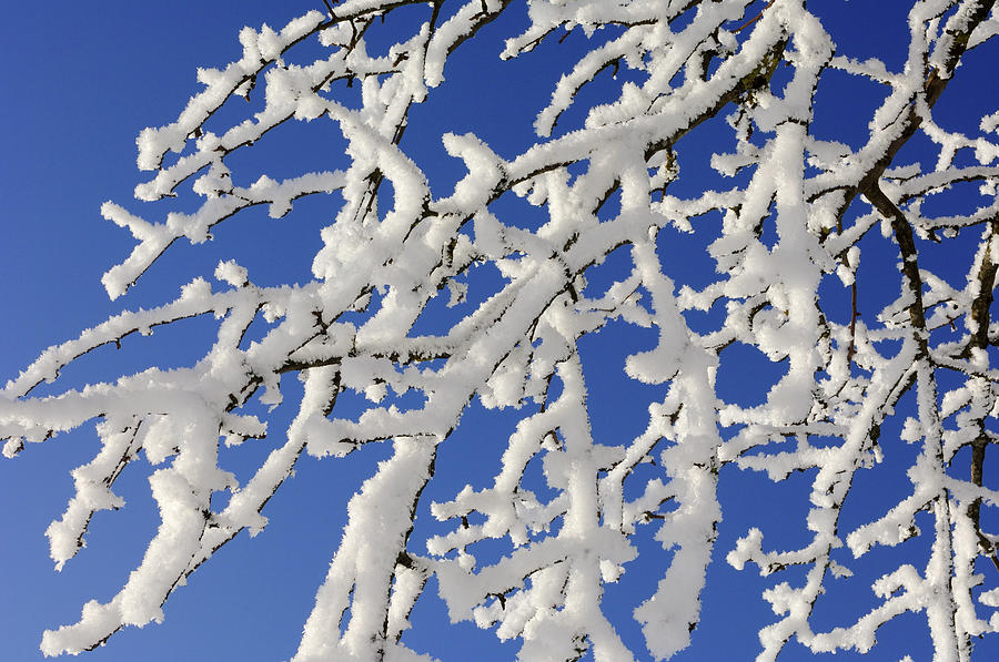 Branches Of Tree Covered With Hoar-frost Photograph by Martin Ruegner
