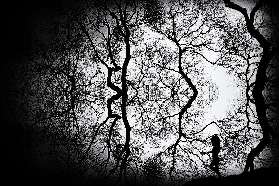 Branches Photograph by Roxana Labagnara
