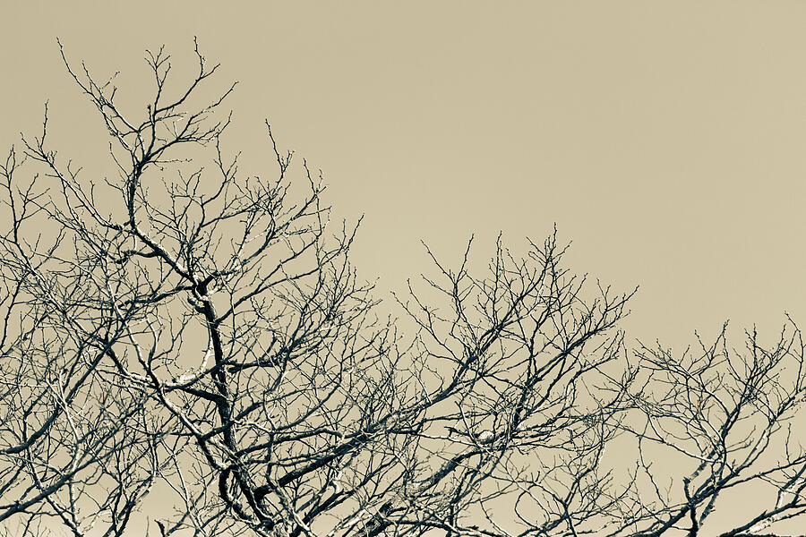 Branches Photograph by Tanya C Smith