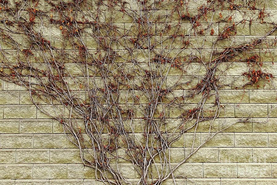 Branching Out by Bob Lentz Branching Out by Bob Lentz
