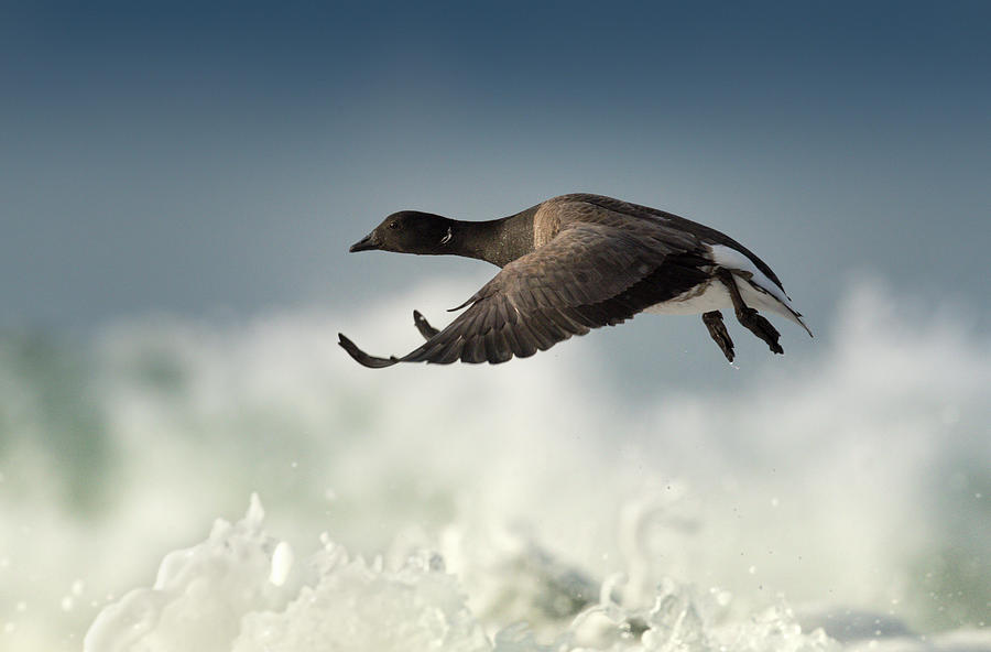 Brant Goose In Flight Digital Art by George Karbus Photography