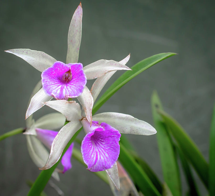 Brassavola orchid Photograph by Debra Kewley