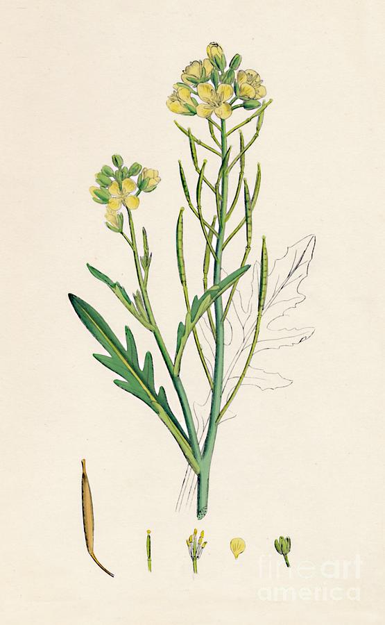 Brassica Tenuifolia. Wall Rocket Drawing by Print Collector