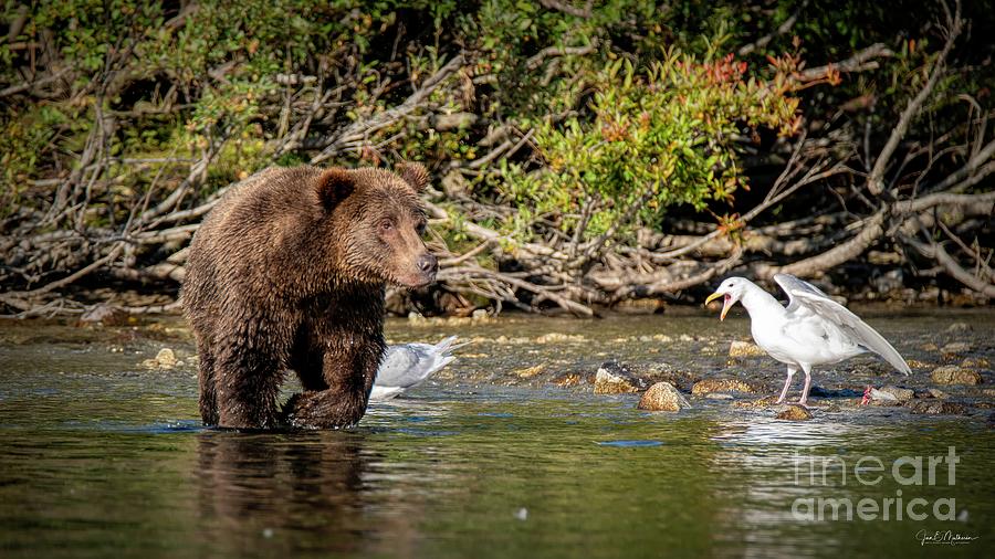 Brave Bird - Bears Photograph by Jan Mulherin