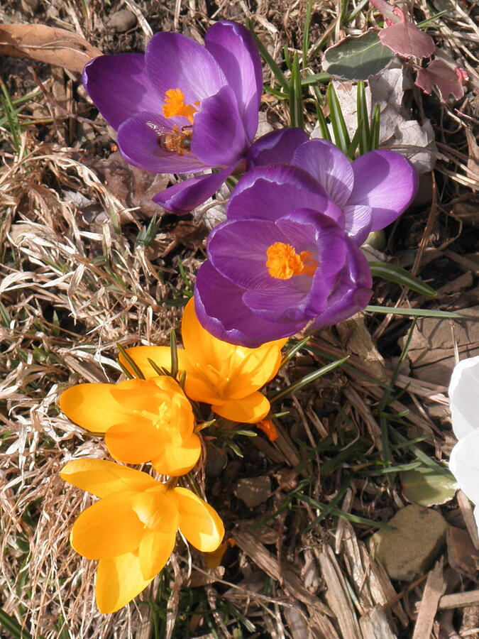 Brave Little Crocus Photograph by Barbara Keith