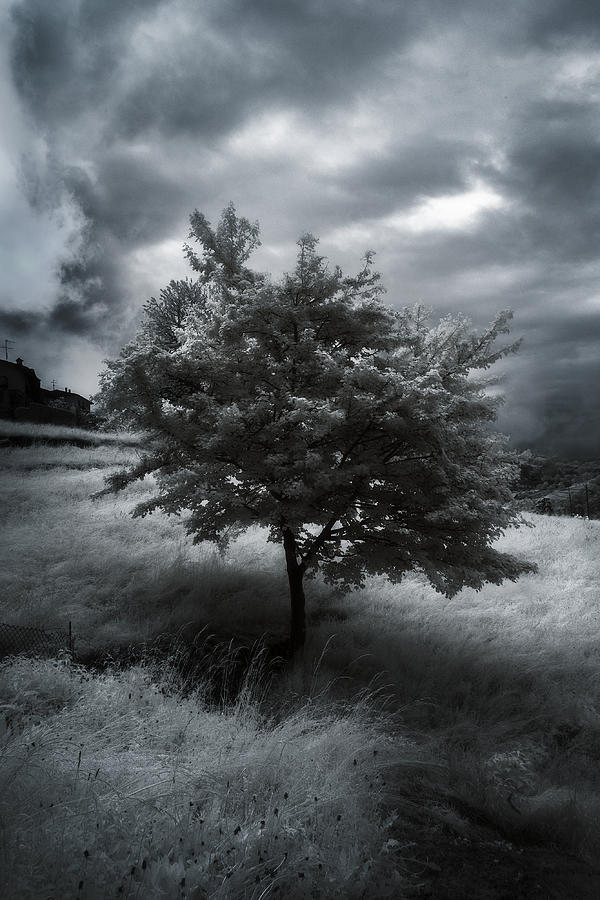 Tree Photograph - Brave Tree by Filippo Manini