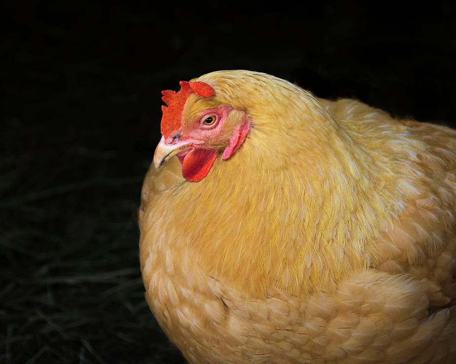Brawny Chicken Photograph by Mitch Spence