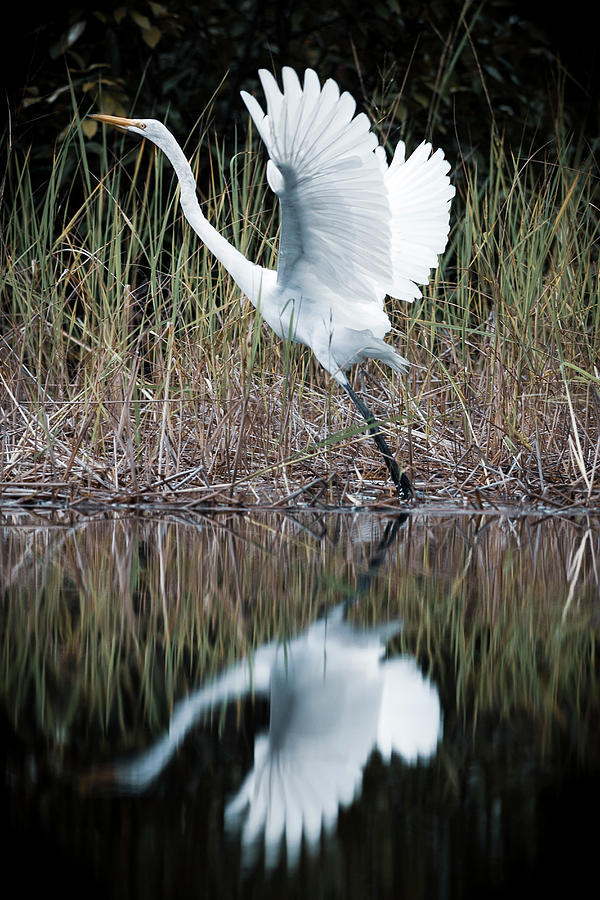 Brazil, Amazonas, Bird Great Egret (ardea Alba) - At Rio Negro River Digital Art by Priscila Forone