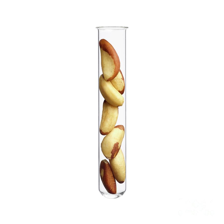 Brazil Nuts In Test Tube Photograph by Science Photo Library
