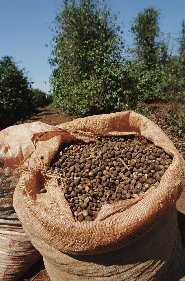 Brazil, Sacks Of Coffee Beans On Photograph by Javier Pierini