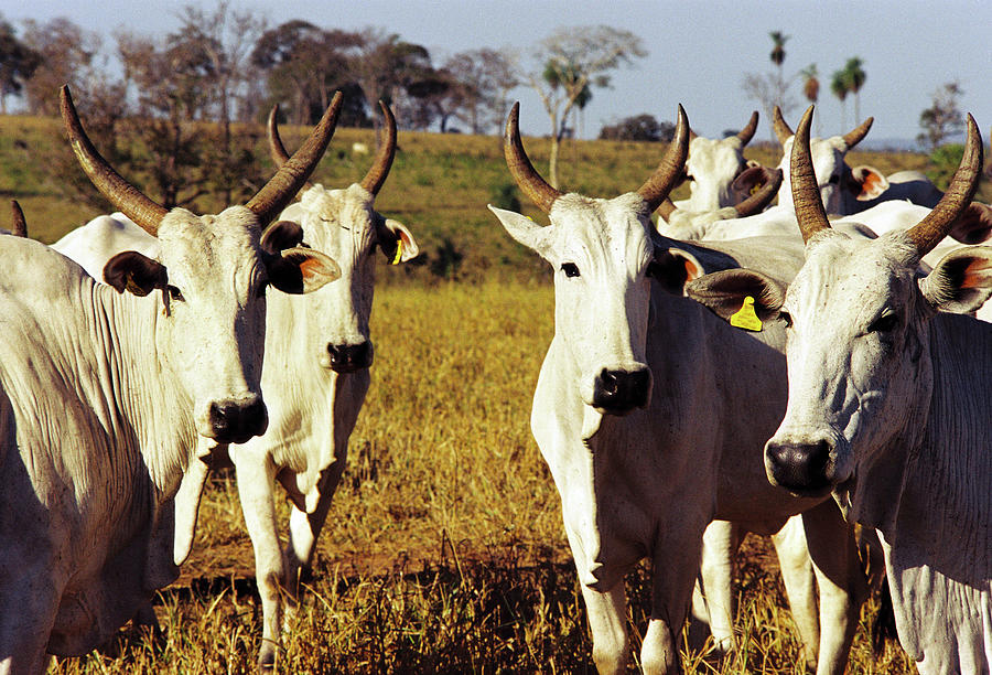 Brazilian Cattle Photograph by Rick Neves