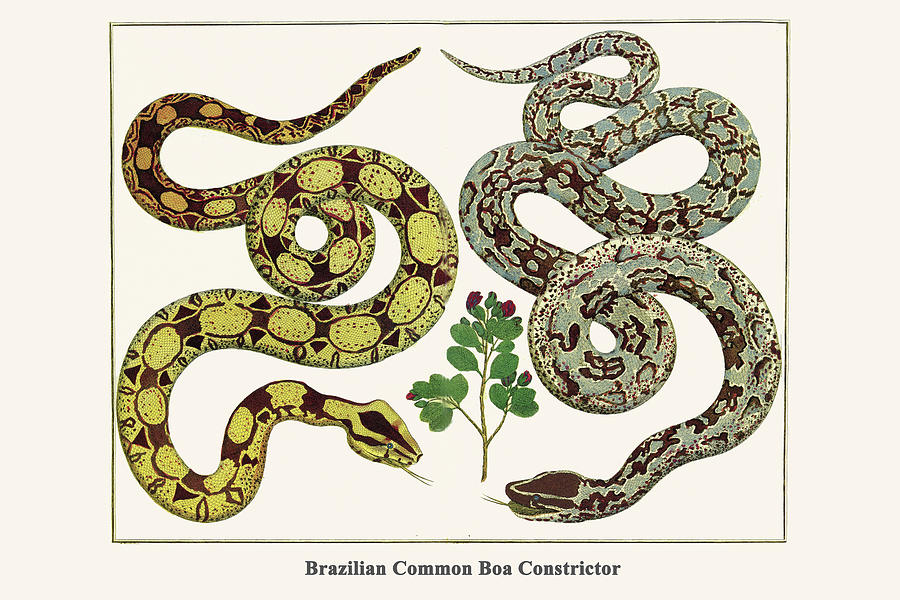 Nature Painting - Brazilian Common Boa Constrictor by Albertus Seba