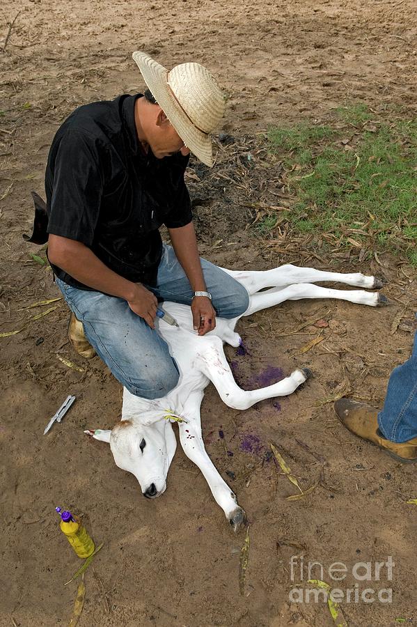 Brazilian Cowboy Injecting A Calf Photograph by Tony Camacho/science Photo Library