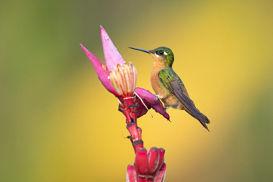 Brazilian Ruby Photograph by Milan Zygmunt - Fine Art America