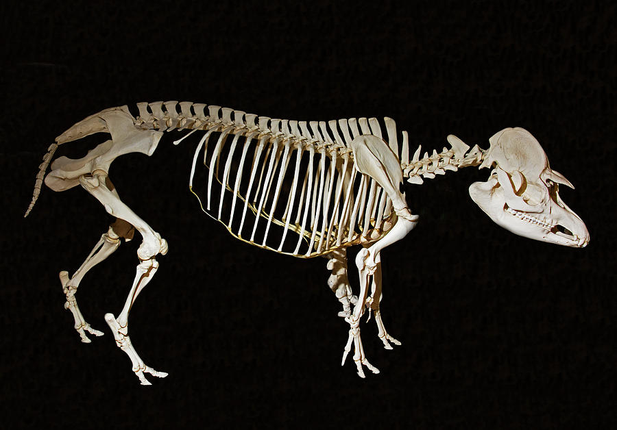 Brazilian Tapir Skeleton Photograph by Millard H. Sharp
