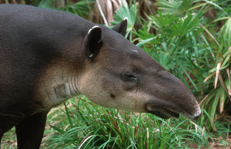 Brazilian Tapir Tapirus Bairdii Central Photograph by Nhpa