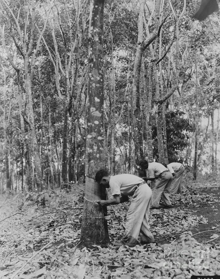 Brazilians Tapping Trees For Rubber Photograph by Bettmann