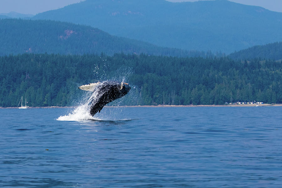 Breaching Humpback Photograph by Michelle Pennell