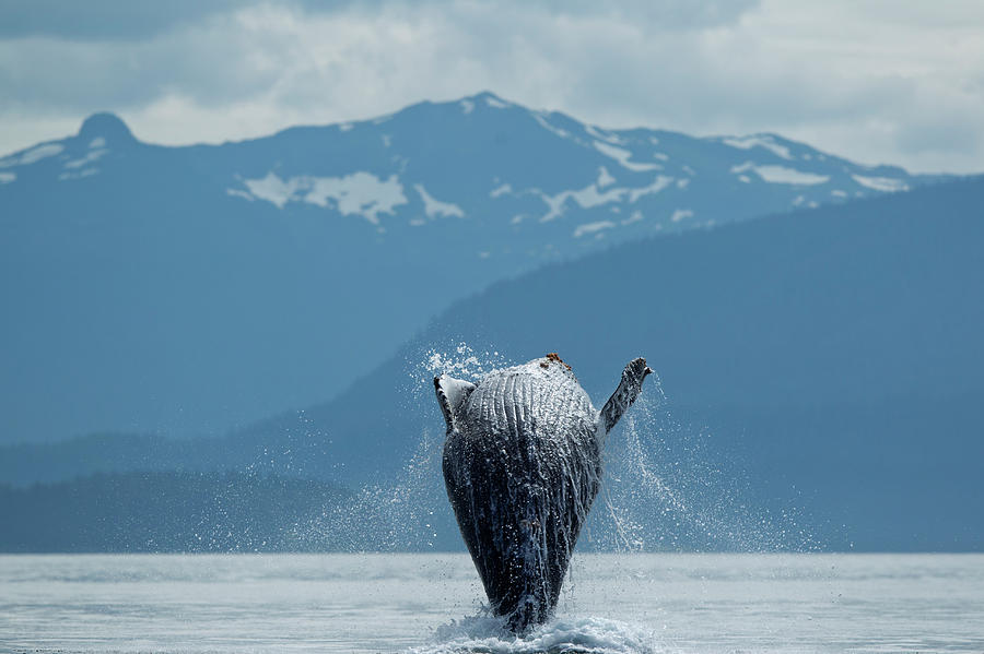 Breaching Humpback Whale, Alaska Photograph by Paul Souders