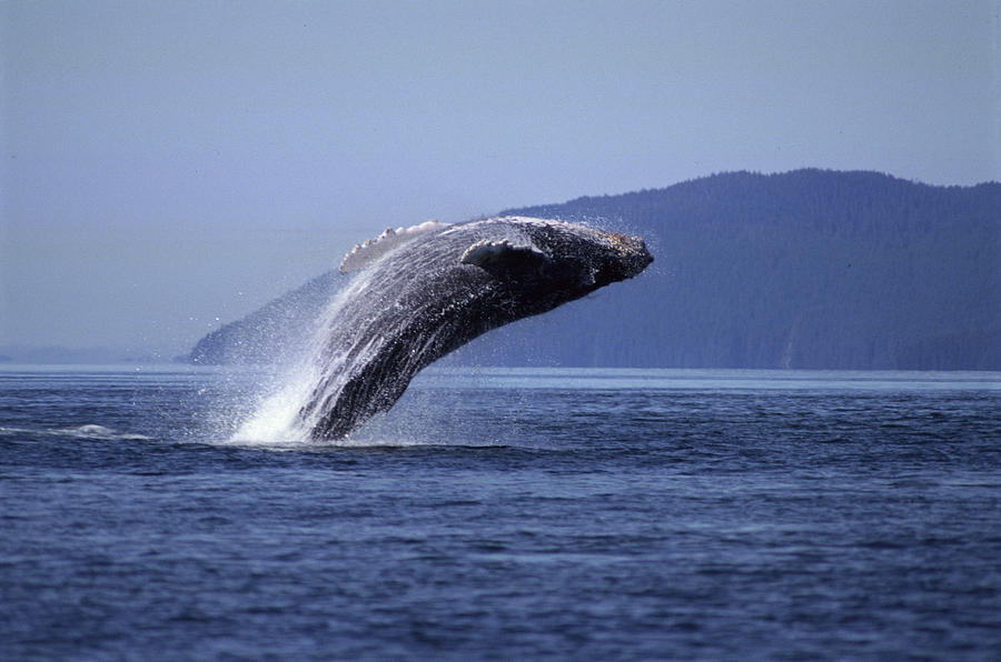 Breaching Humpback Whale, Frederick Photograph by James Gritz