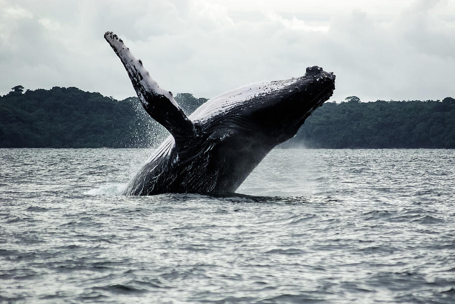 Breaching Humpback Whale Photograph by Kerstin Meyer
