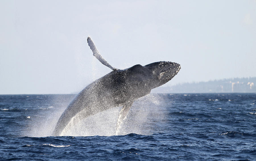 Breaching Humpback Whale On Maui Photograph by Adwalsh
