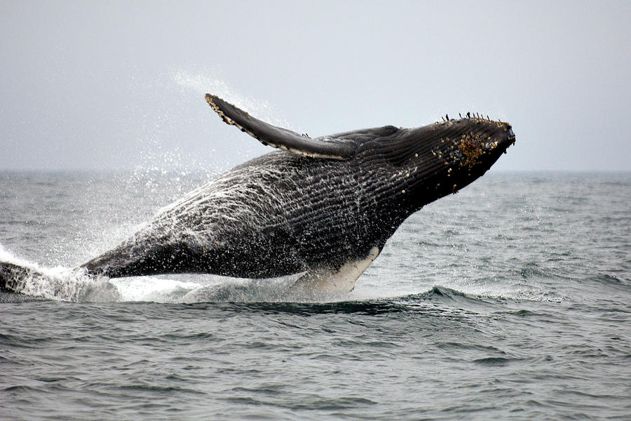 Breaching Humpback Whale Photograph by Scott Eggers