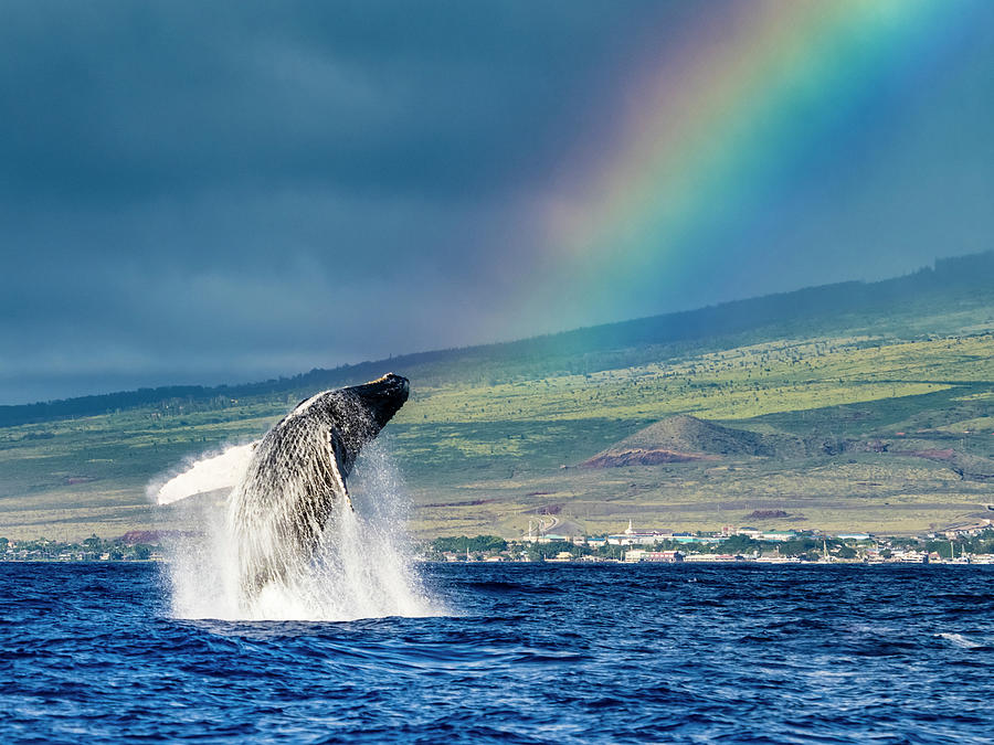 Breaching Humpback Whales (megaptera Photograph by Ralph Lee Hopkins