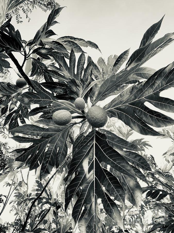 Breadfruit Photograph by Laura Forde
