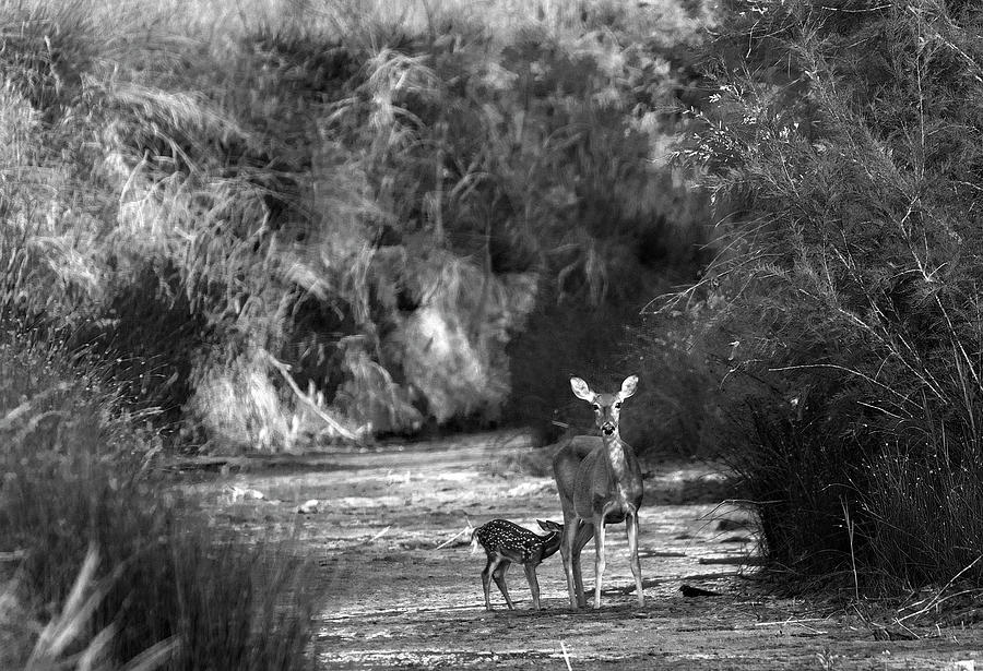 Breakfast - Deer, Palo Duro Canyon State Park, Texas Photograph by Richard Porter