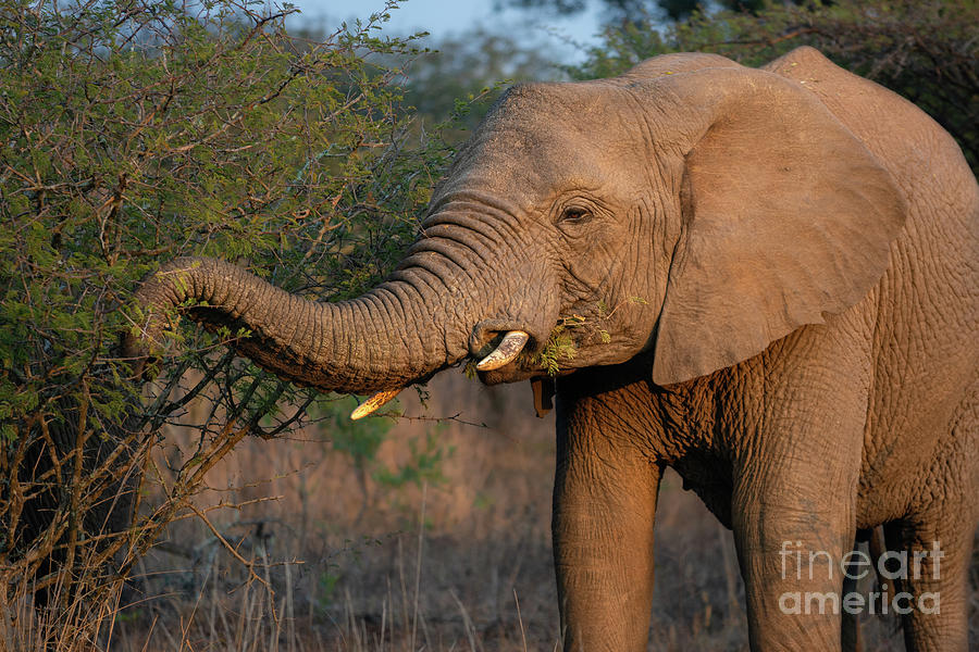 Elephant Photograph - Breakfast by Jamie Pham
