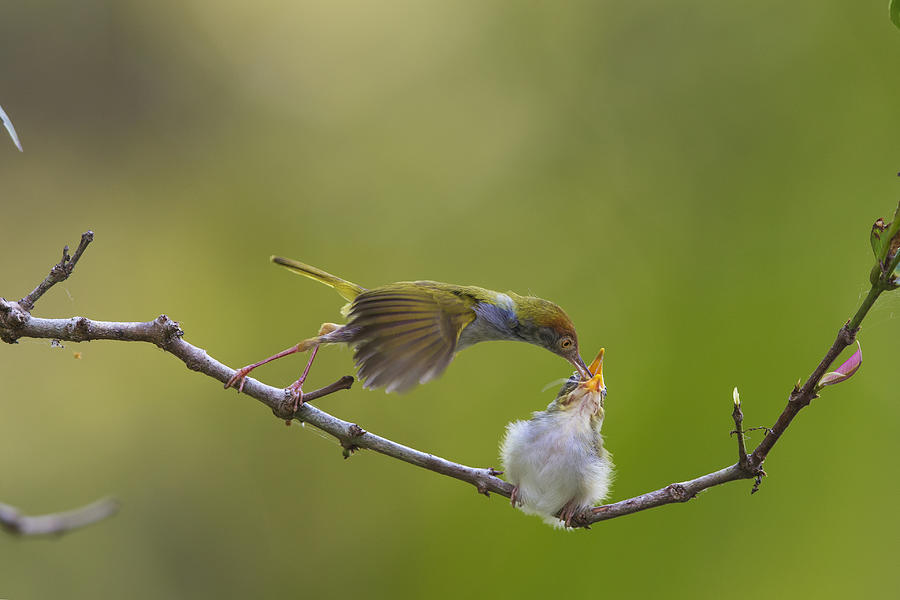 Bird Photograph - Breakfast by Nghia Nguyen Huu