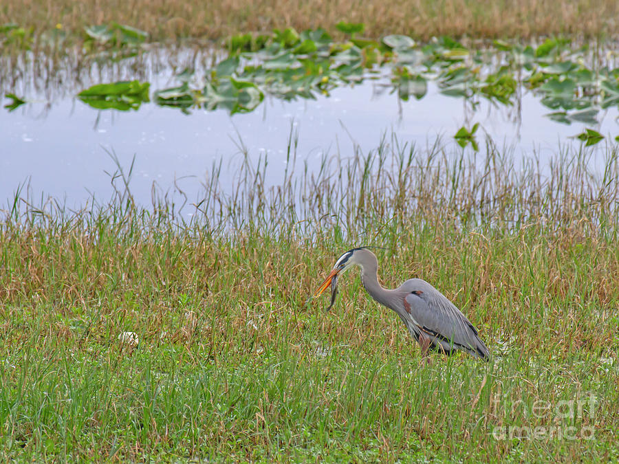 Breakfast of Bass by Blair Howell Breakfast of Bass by Blair Howell