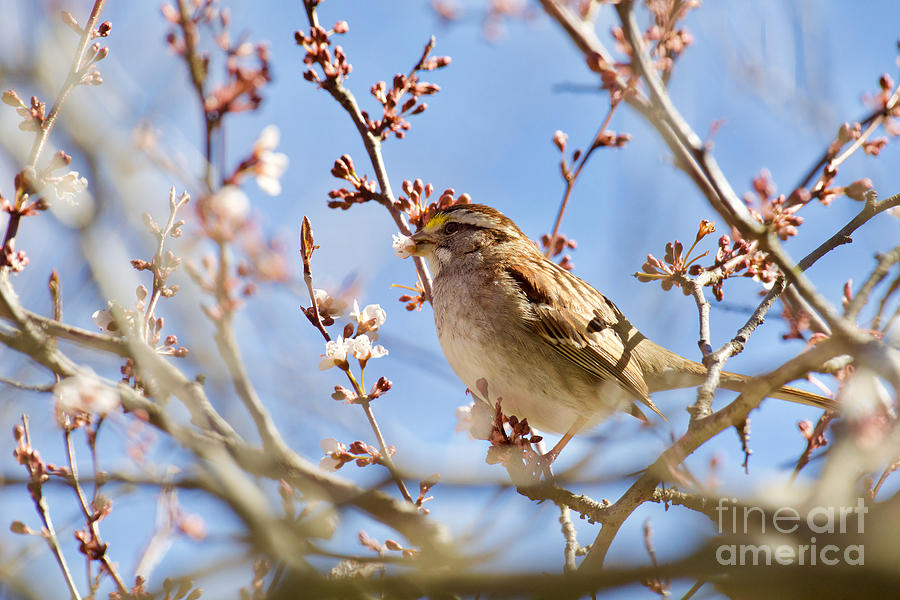 Breakfast of Cherry Blossoms by Rachel Morrison Breakfast of Cherry Blossoms by Rachel Morrison