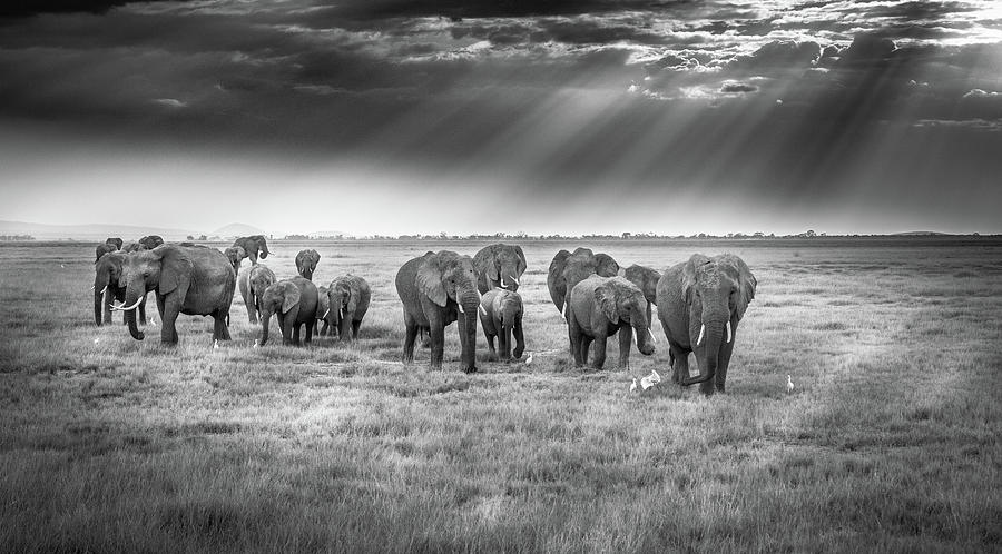 Elephant Photograph - Breakfast With Pachyderms by Jeffrey C. Sink
