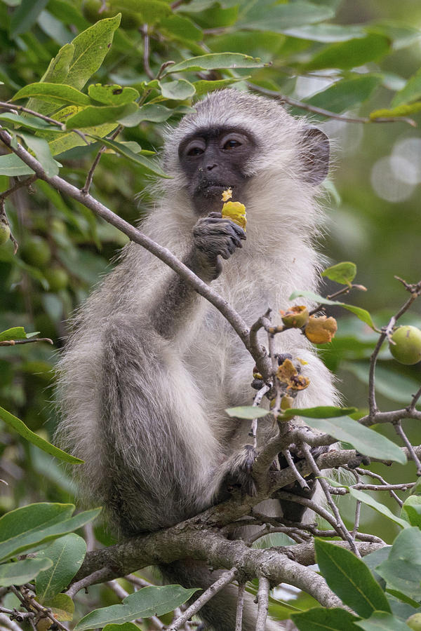 Breakfasting Monkey Photograph by Mark Hunter