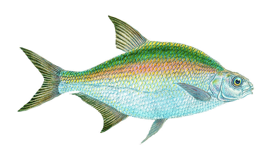 Bream Fish Drawing by David Letts